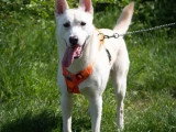 Chien au pelage blanc d'un an à la recherche d'une famille