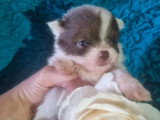 Réservation de 3 chiots Chihuahua mâles poil long de mai 2026 non LOF