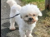 Chien Shih Tzu blanc de 14 ans à adopter