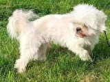 Chien Shih Tzu blanc de 14 ans à adopter