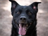Chien au pelage noir de 6 ans en quête d'un foyer