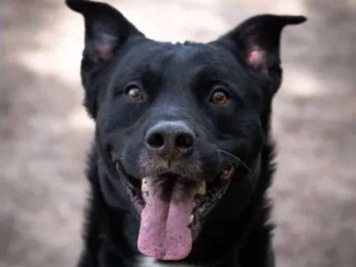 Chien au pelage noir de 6 ans en quête d'un foyer