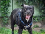 Chien au pelage noir de 6 ans en quête d'un foyer