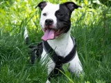 Chien Dogue au pelage noir et blanc de 3 ans en attente d'adoption