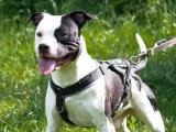 Chien Dogue au pelage noir et blanc de 3 ans en attente d'adoption