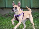 Chienne au pelage beige de 5 ans en attente d'adoption