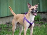 Chienne au pelage beige de 5 ans en attente d'adoption