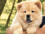 Chiot Chow Chow mâle crème LOF à vendre de février 2026