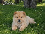 Chiot Chow Chow mâle crème LOF à vendre de février 2026
