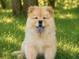 Chiot Chow Chow mâle crème LOF à vendre de février 2026