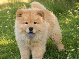 Chiot Chow Chow mâle crème LOF à vendre de février 2026