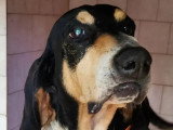 Chien Anglo-Français de Petite Vénerie tricolore de 7 ans à adopter