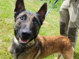 Chienne Berger Malinois fauve charbonné de 5 ans à la recherche d'une famille
