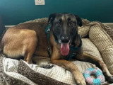 En attente d'adoption : URSU Malinois de 4 ans