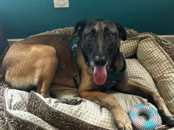 En attente d'adoption : URSU Malinois de 4 ans