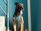 En attente d'adoption : URSU Malinois de 4 ans