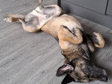 En attente d'adoption : URSU Malinois de 4 ans