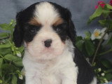 Chiot mâle tricolore Type Cavalier King Charles non LOF d'avril 2026 à vendre