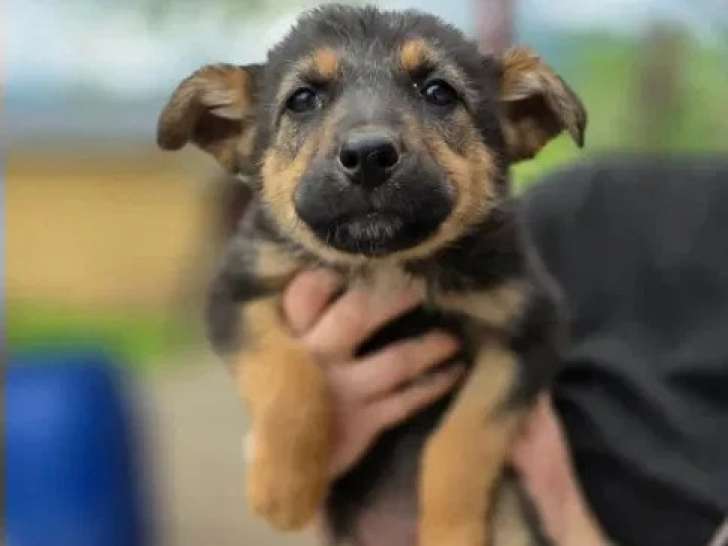 Adoption disponible : ZOE femelle de 3 mois au pelage noir et feu