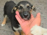 Adoption disponible : ZOE femelle de 3 mois au pelage noir et feu