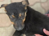 Adoption disponible : ZOE femelle de 3 mois au pelage noir et feu