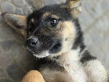 Adoption disponible : ZOE femelle de 3 mois au pelage noir et feu