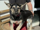 Adoption disponible : ZOE femelle de 3 mois au pelage noir et feu