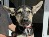 Adoption disponible : ZOE femelle de 3 mois au pelage noir et feu