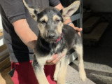Adoption disponible : ZOE femelle de 3 mois au pelage noir et feu