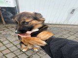 Rocco, Border Collie croisé Malinois de 7 mois à vendre