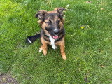 Rocco, Border Collie croisé Malinois de 7 mois à vendre