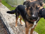 Rocco, Border Collie croisé Malinois de 7 mois à vendre