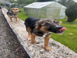Rocco, Border Collie croisé Malinois de 7 mois à vendre