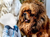 7 femelles Dogue du Tibet LOF nées en décembre 2025 à vendre