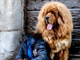 7 femelles Dogue du Tibet LOF nées en décembre 2025 à vendre