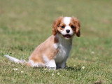 Chiot femelle Cavalier King Charles né en mars 2026 blenheim LOF à vendre