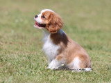 Chiot femelle Cavalier King Charles né en mars 2026 blenheim LOF à vendre
