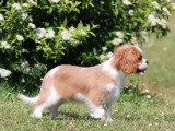 Chiot femelle Cavalier King Charles né en mars 2026 blenheim LOF à vendre