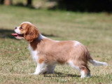 Chiot femelle Cavalier King Charles né en mars 2026 blenheim LOF à vendre