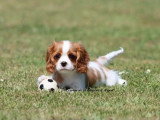 1 chiot femelle Cavalier King Charles Blenheim LOF de mars 2026 à vendre