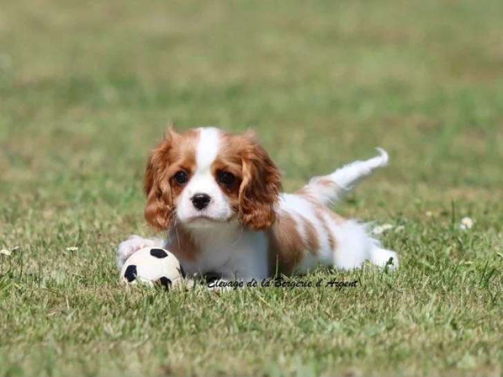 1 chiot femelle Cavalier King Charles Blenheim LOF de mars 2026 à vendre