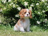 1 chiot femelle Cavalier King Charles Blenheim LOF de mars 2026 à vendre