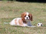 1 chiot femelle Cavalier King Charles Blenheim LOF de mars 2026 à vendre