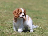 1 chiot femelle Cavalier King Charles Blenheim LOF de mars 2026 à vendre