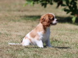 1 chiot femelle Cavalier King Charles Blenheim LOF de mars 2026 à vendre