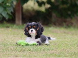 Chiot Cavalier King Charles tricolore mâle LOF à vendre de février 2026