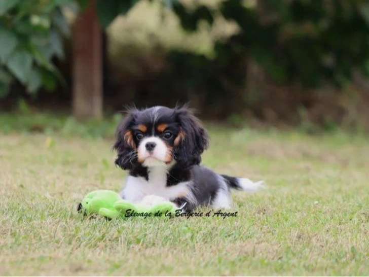 Chiot Cavalier King Charles tricolore mâle LOF à vendre de février 2026