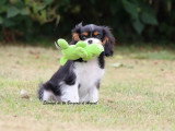 Chiot Cavalier King Charles tricolore mâle LOF à vendre de février 2026