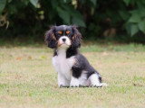 Chiot Cavalier King Charles tricolore mâle LOF à vendre de février 2026