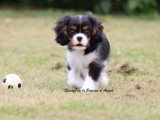 Chiot Cavalier King Charles tricolore mâle LOF à vendre de février 2026